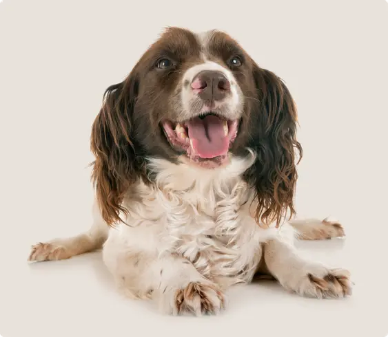 Cheerful Springer Spaniel with a glossy brown and white coat, lying down with a happy, open-mouthed smile, looking upward against a white background.