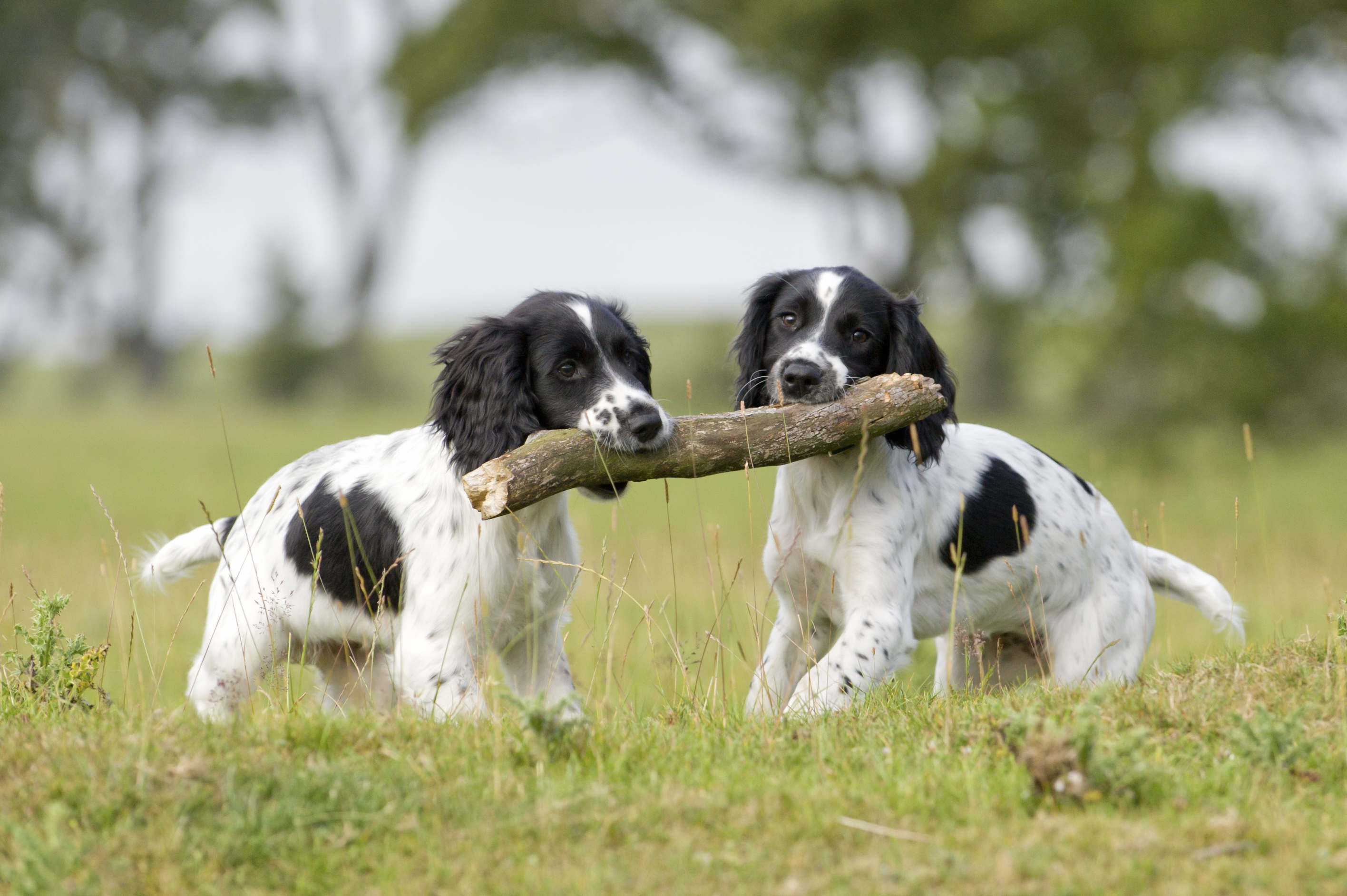 Two Spaniel puppies sharing a stick