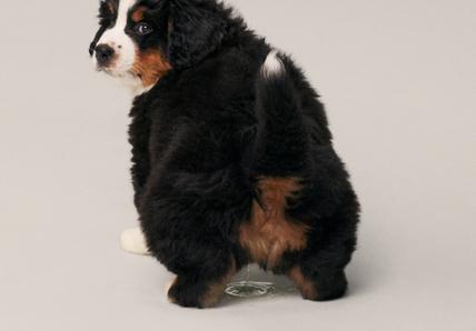 Puppy peeing on the floor