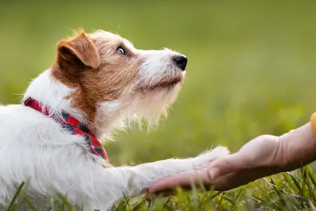 jack russell dog giving owner paw in front of grassy green background