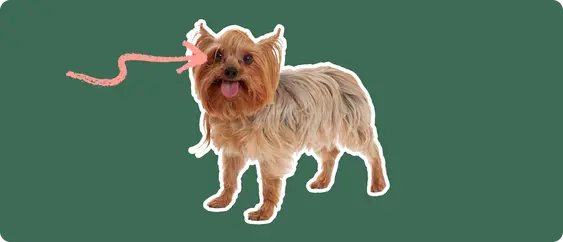 Porkie dog