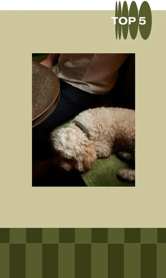 Dog on lap