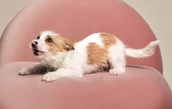 Image of a brown-and-white dog playing on a pink sofa