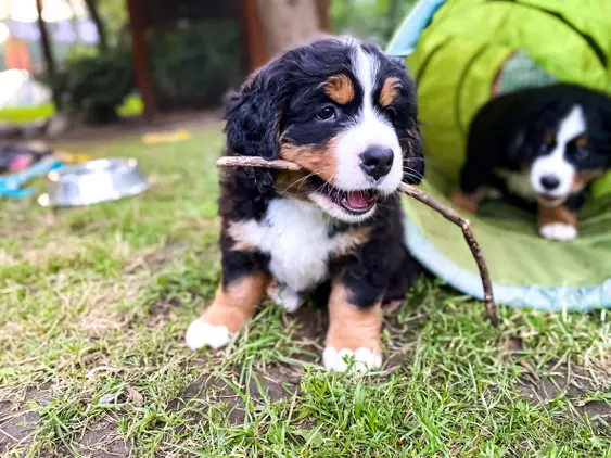 Two Bernese Mountain puppies