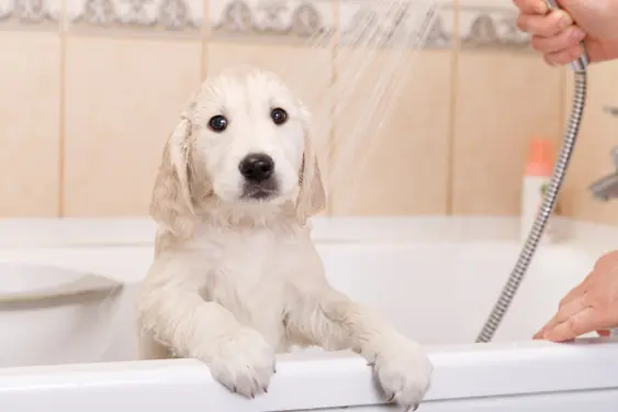 Puppy in bathtub