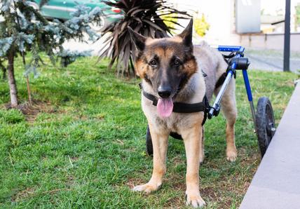 German Shepherd with wheelchair