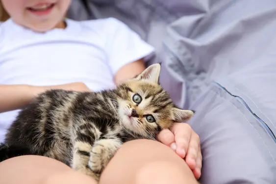 child wearing white tee shirt holds kitten on their lap while laying on purple bedding