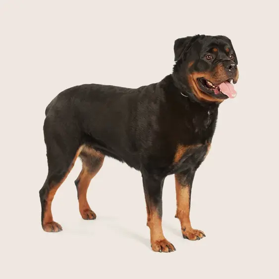 A full-body portrait of a Rottweiler standing proudly, with a shiny black and tan coat, its tongue out in a happy expression, looking to the side on a light beige background.