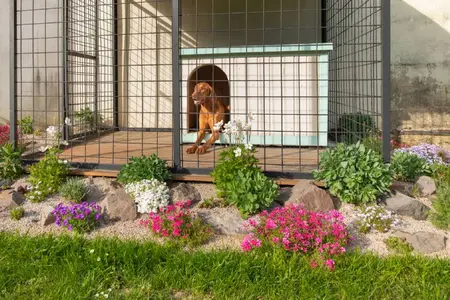 Dog in kennels