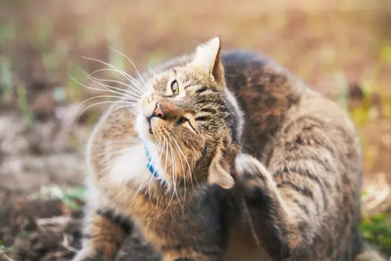 Cat scratching its ears