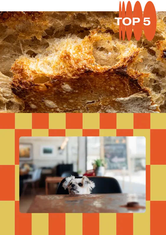 To the top, we have a close up of crusty bread. To the bottom, on a yellow and orange checkerboard background, there's a photo of a small dog peeking over the top of a cafe table.