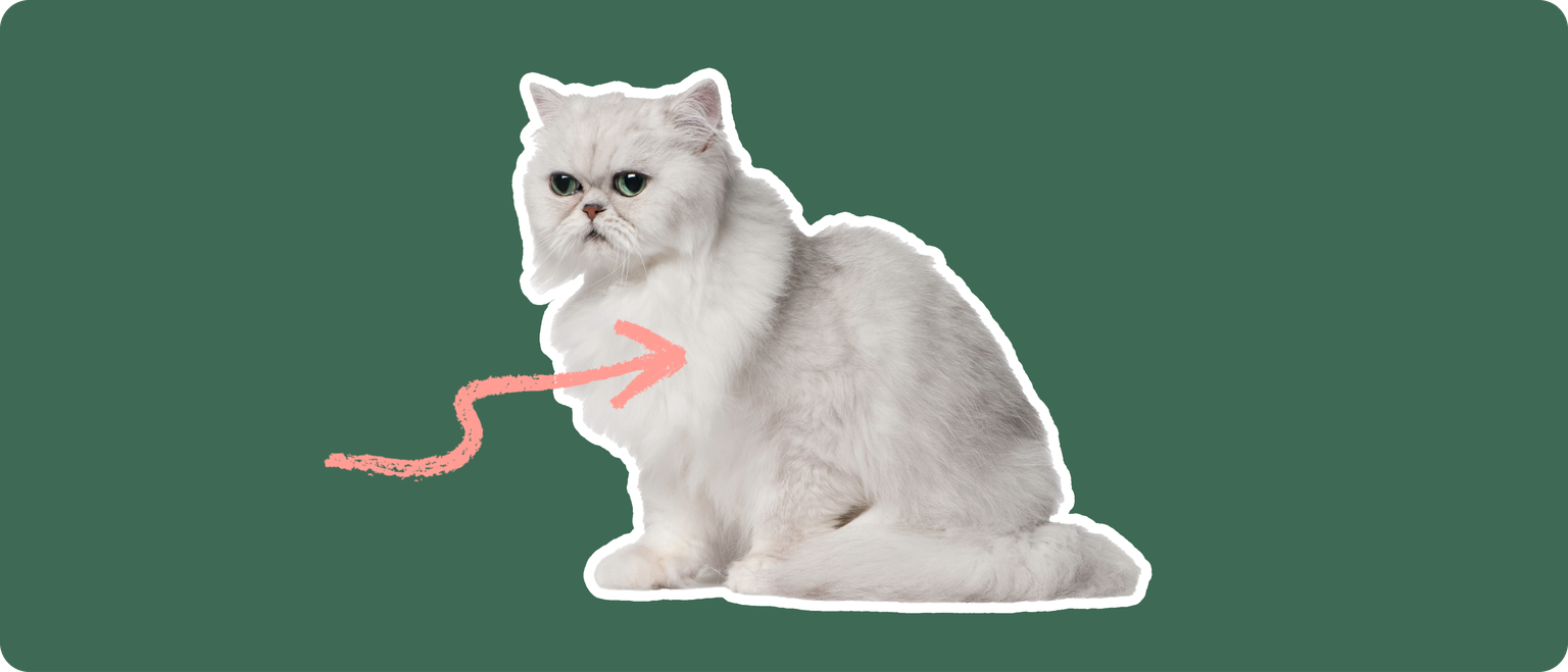 A Chinchilla Persian cat cut out with a white outline, with a pink arrow pointing to it's chest, on a solid green background