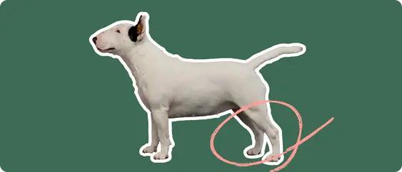 Image of a Bull Terrier with a pink arrow drawn over its legs