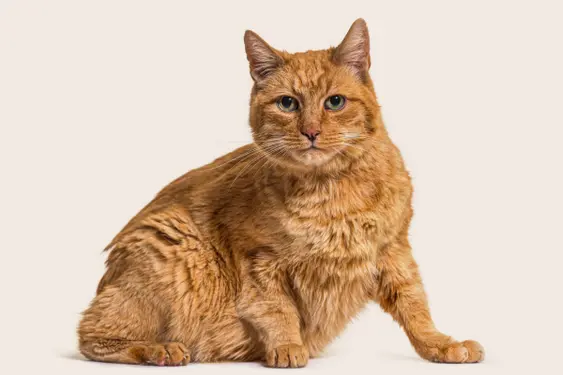 old red cat sitting down with a beige background