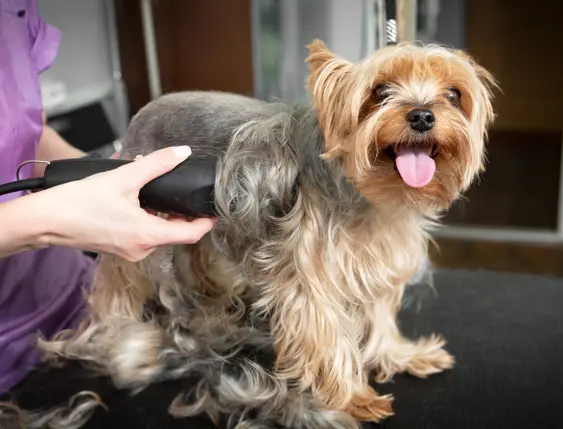 yorkie being shaved by groomer in purple shirt