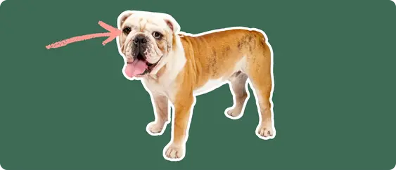Old English Bulldoge with a pink arrow drawn to its eye