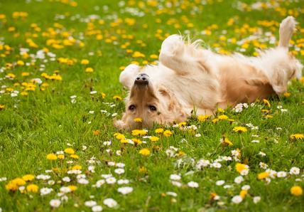 A Golden Retriever lays on their back in a field of flowers