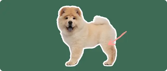 Image of a small chow chow dog with hip dysplasia