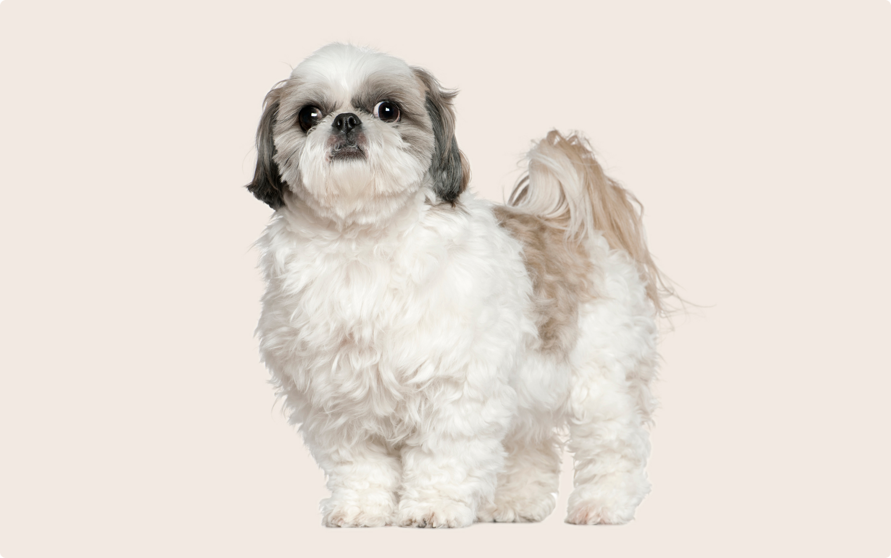 White-and-grey shih tzu looking into the camera on a beige background