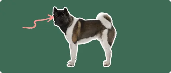 A brown and white Akita dog cut out, with a white outline, with a pink arrow pointing to it's eye, on a solid green background