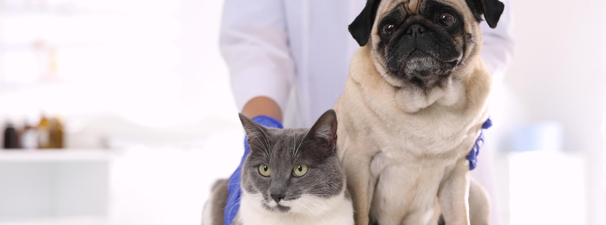 Cat and dog on a table