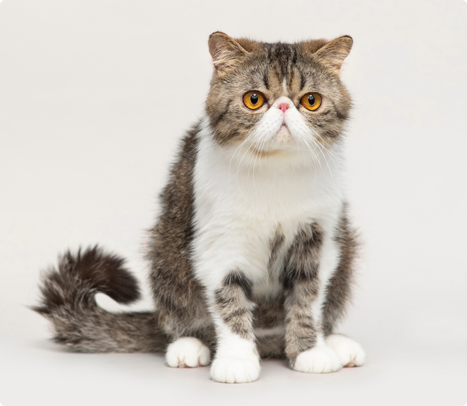 An exotic shorthair cat with orange eyes sitting down, with a beige background