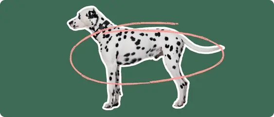 Dalmatian with a pink circle drawn around it's mid section