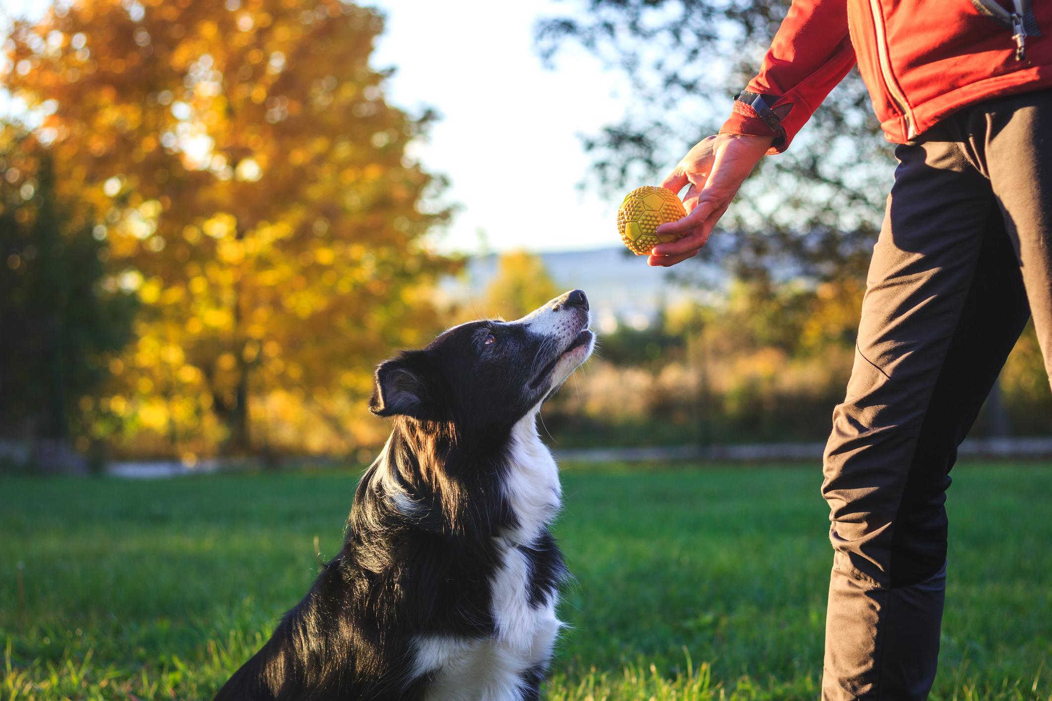 A pet parent holds a ball while their well-behaved Border Collie waits