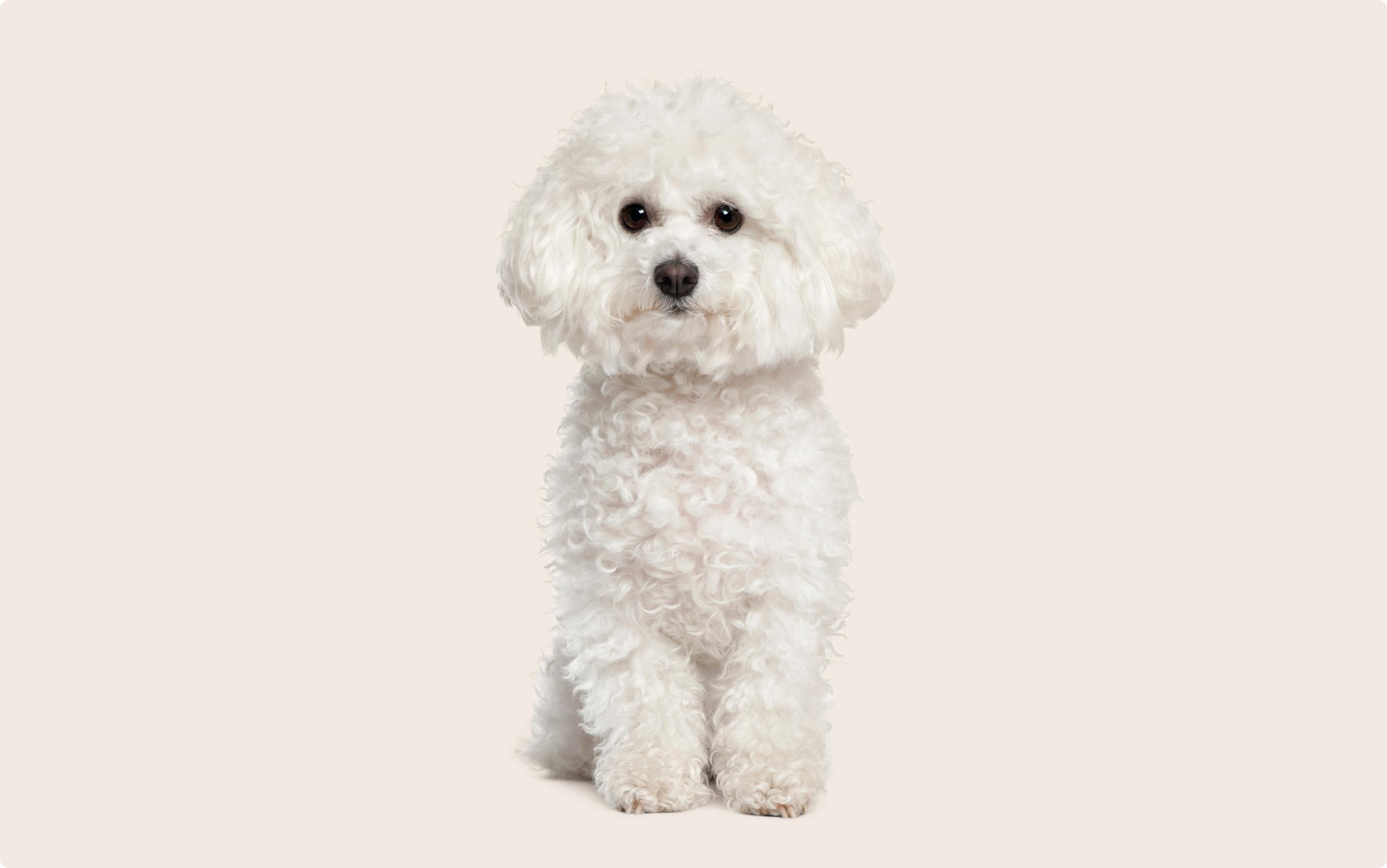 White Bichon Frise looking into the camera on a beige background