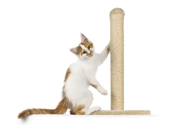 Image of a ginger-and-white cat with a scratching post