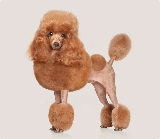 Toy poodle