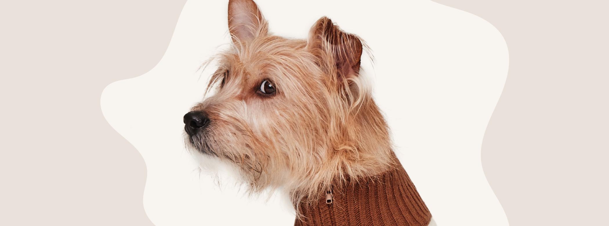 A small, scruffy tan dog wearing a brown sweater, looking to the left against a beige background.