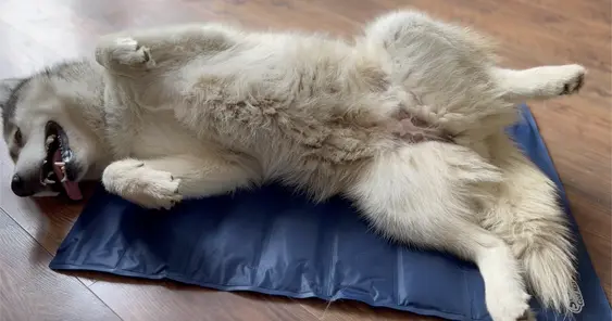 Scruffs cool mat