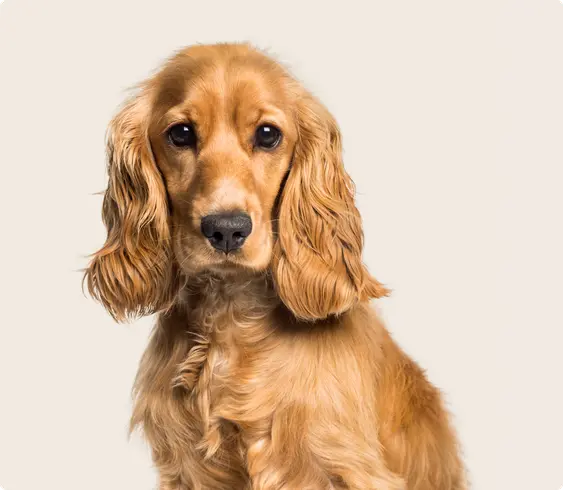 A golden English Cocker Spaniel looks directly at the camera, ears framing its face, against a neutral beige background.
