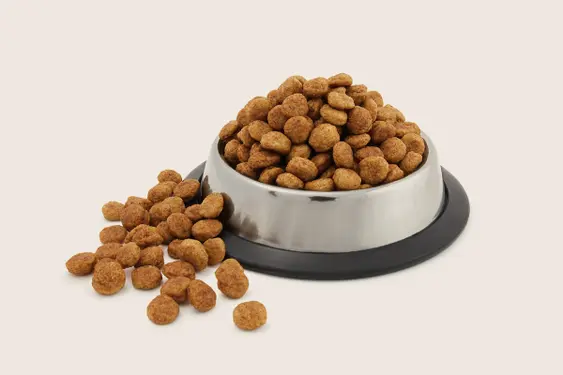 Dog food