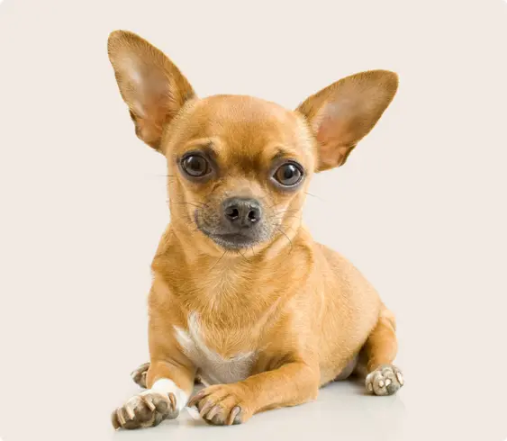A small tan Chihuahua with large ears and a soft expression lies on a white background.