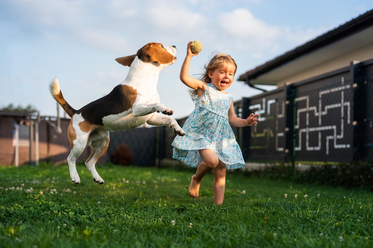 Image of a beagle playing catch with a child