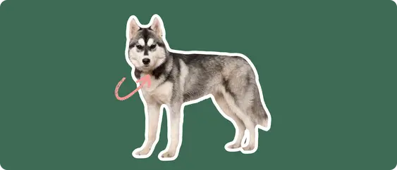 Husky