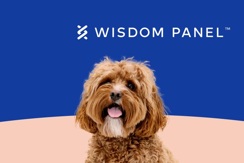Fluffy brown dog with tongue out sits against a blue and peach background, beneath the "Wisdom Panel" logo.