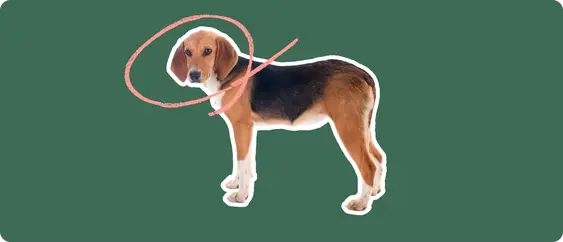 A Harrier dog cut out with a white outline, with a pink circle around it's head, on a solid green background