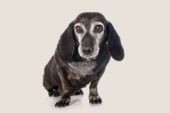 Old dog