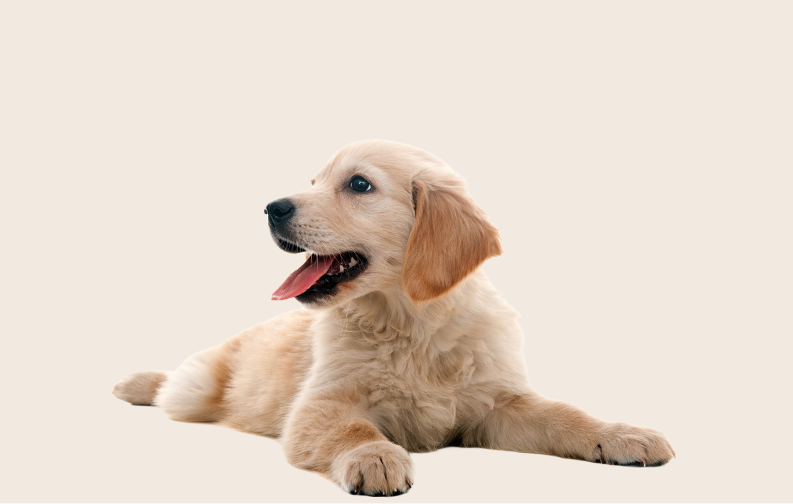 Golden Retriever puppy lying down on a beige background