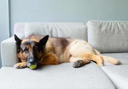 Senior German Shepherd Dog resting on a gray sofa with a yellow ball in his mouth