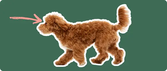 Maltipoo