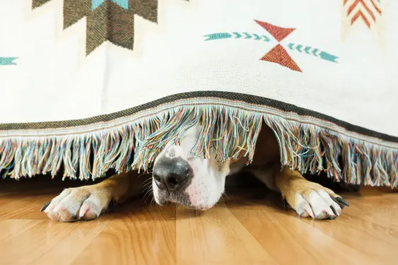 A dog hides under a patterned blanket