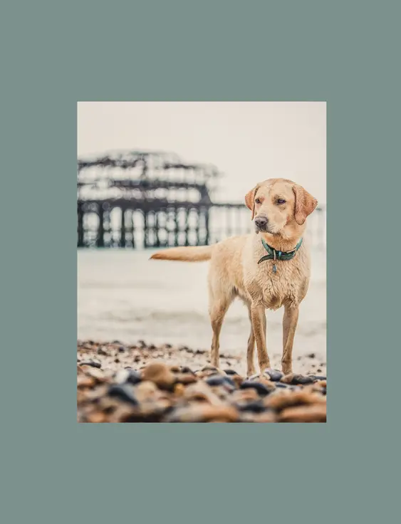 labrador on brighton beach in front of the west pier