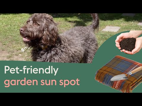 How to make a pet-friendly sunning spot in your garden - for cats or dogs
