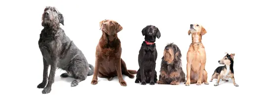 Six dogs looking up on a white background