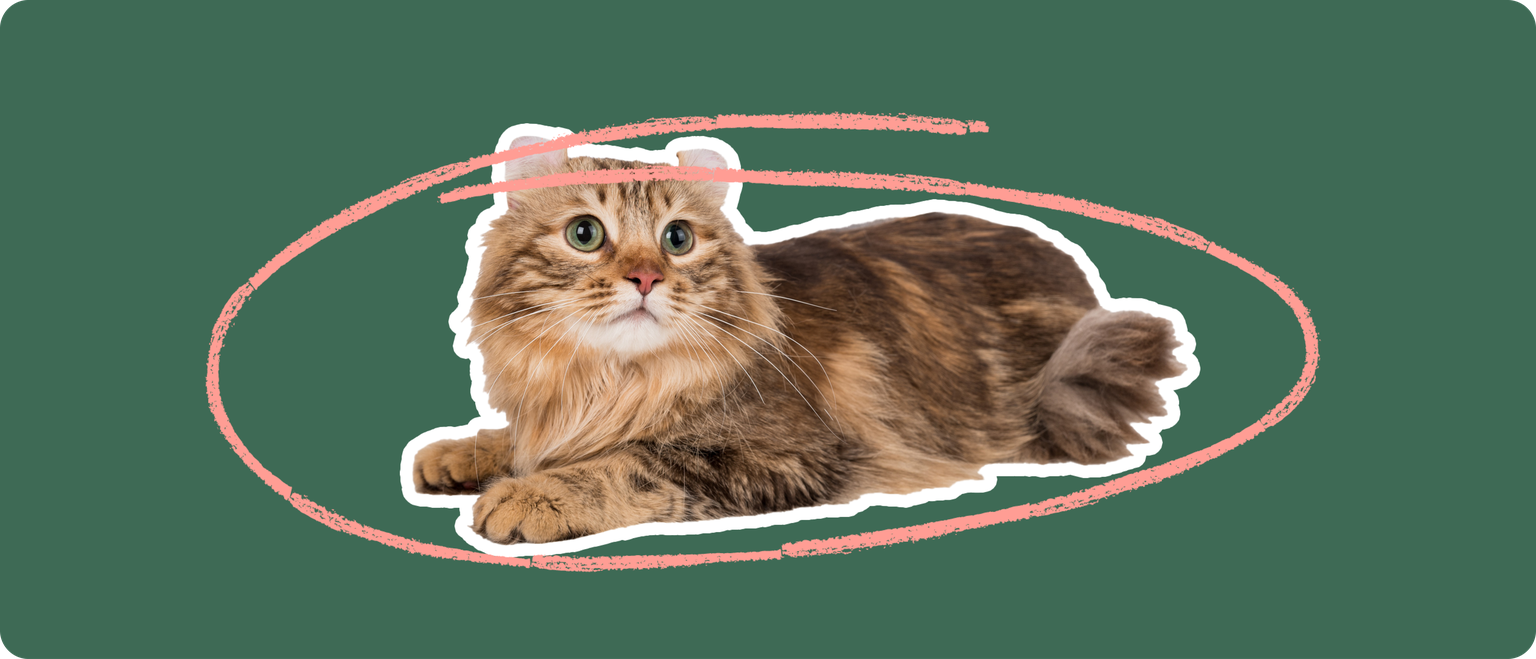 A brown American Curl cat cut out with a white outline, with a pink circle around it's body, on a solid green background