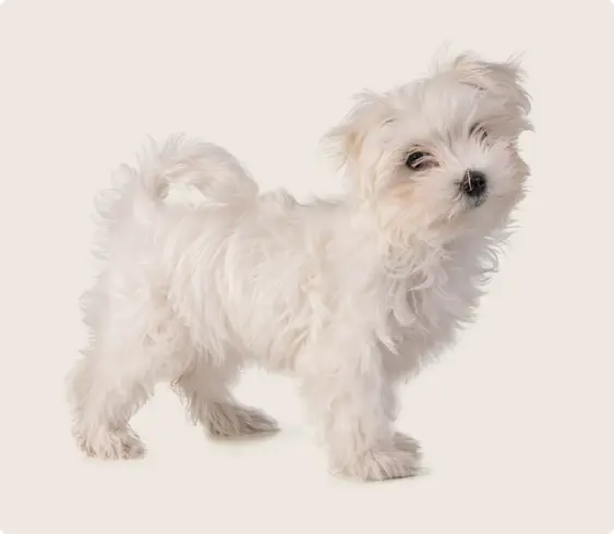 A small Maltese puppy with fluffy white fur, standing against a light beige background and looking directly at the camera.
